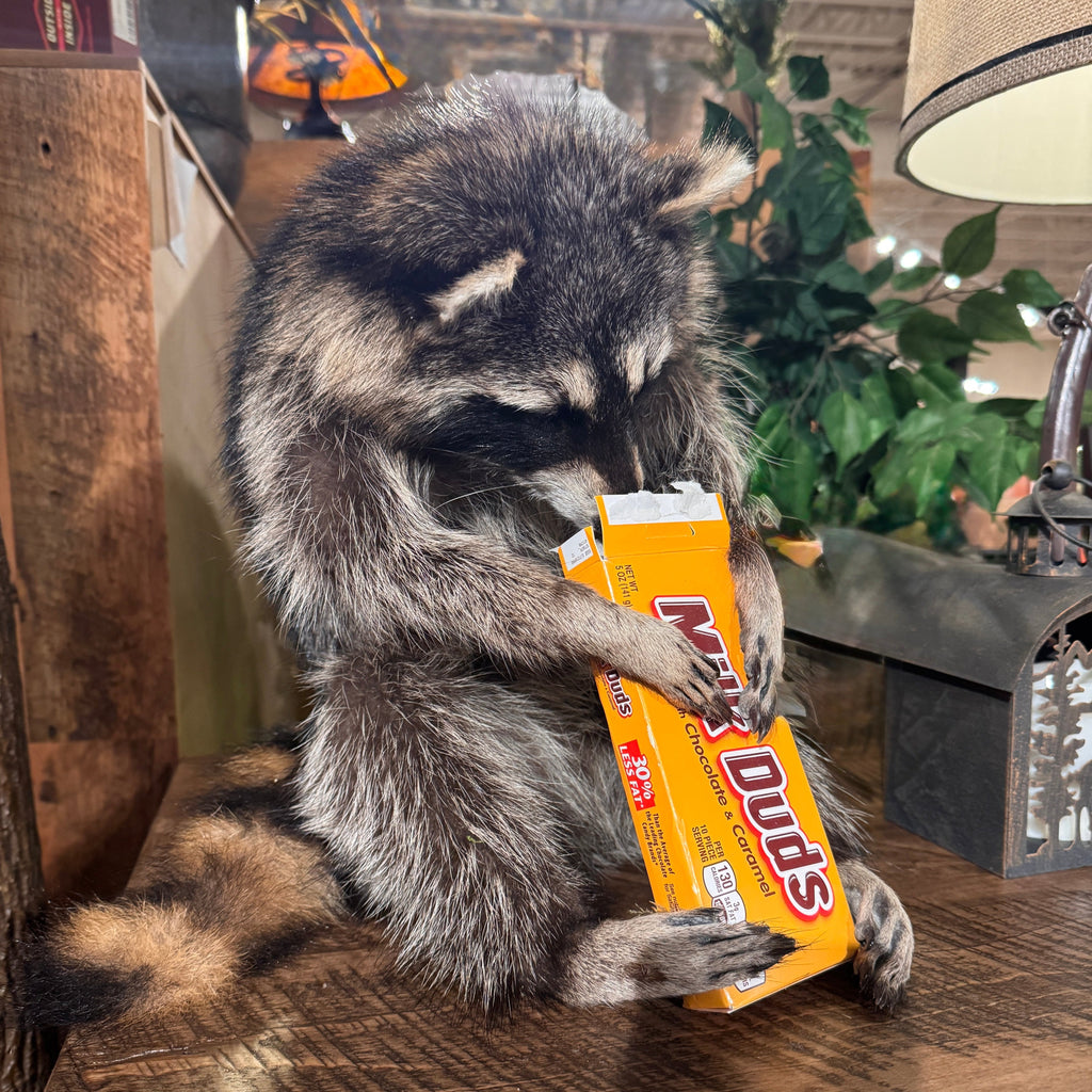 Raccoon with nose in a box of Milk Duds.