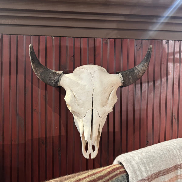 American Bison Buffalo Skull
