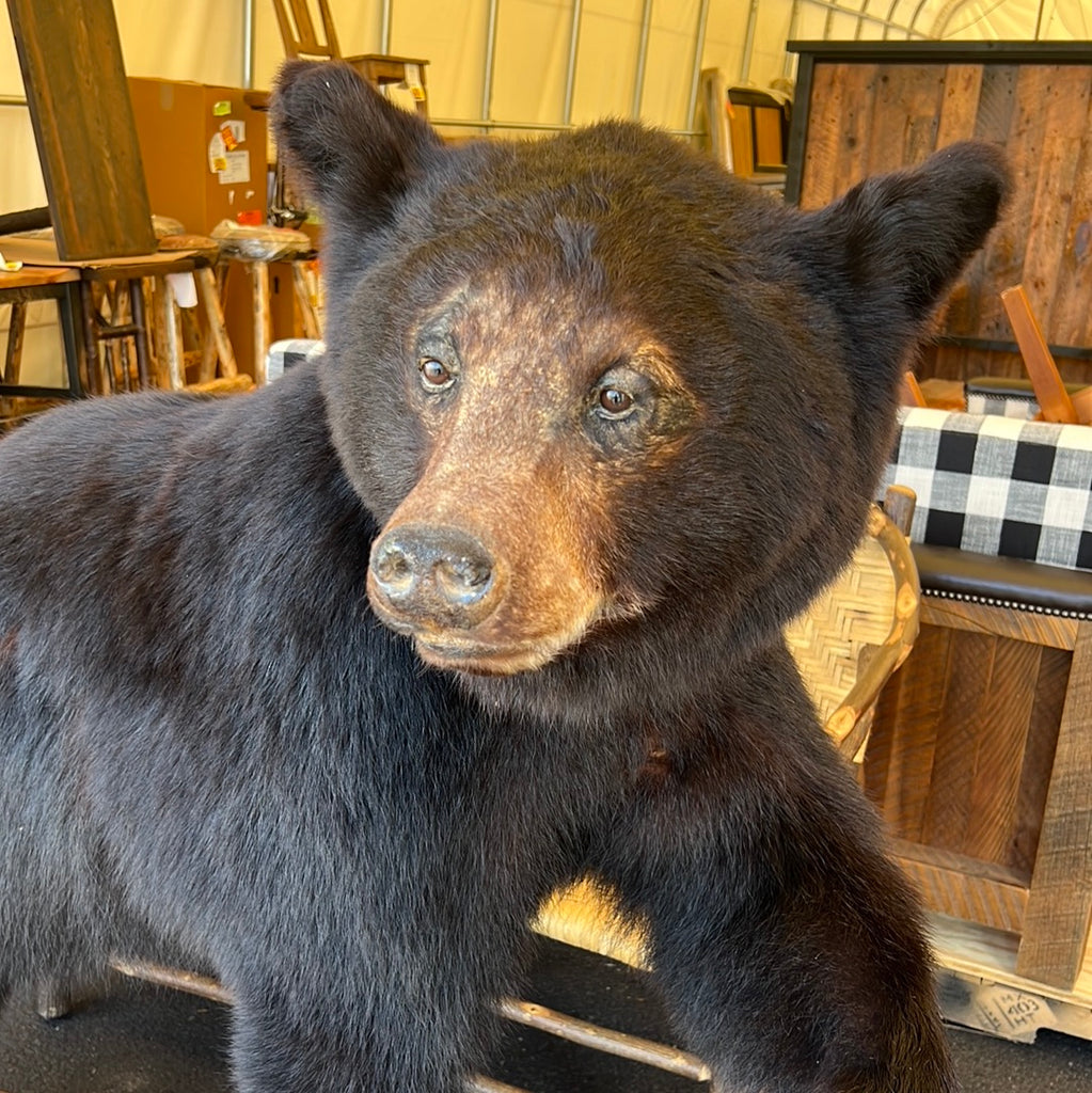 Black Bear - Retreat Home Furniture